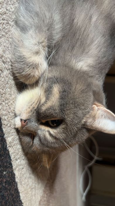 Кот - Ляля, 3 года