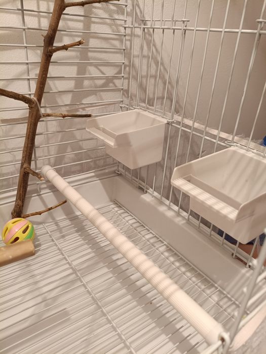 Волнистый попугай