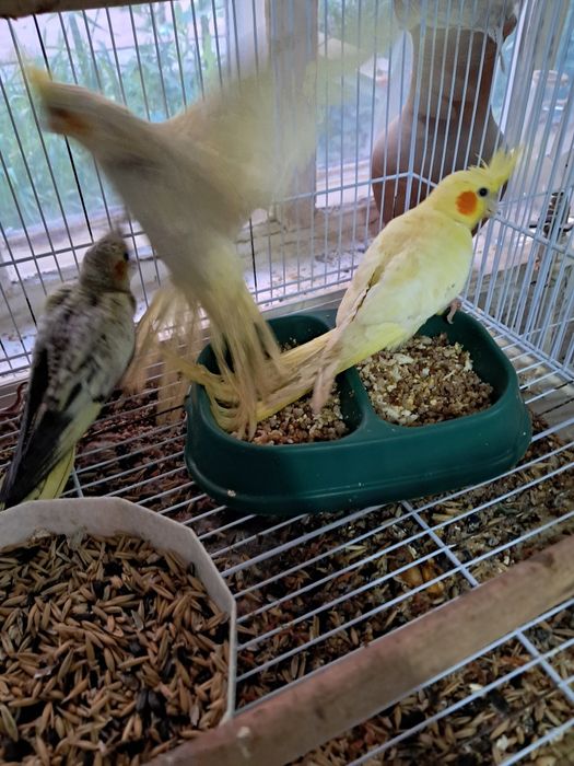 Продам птенцов карелл.жёлтые 20000тен.серые15000тен