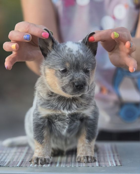Australian Cattle Dog  - mascul