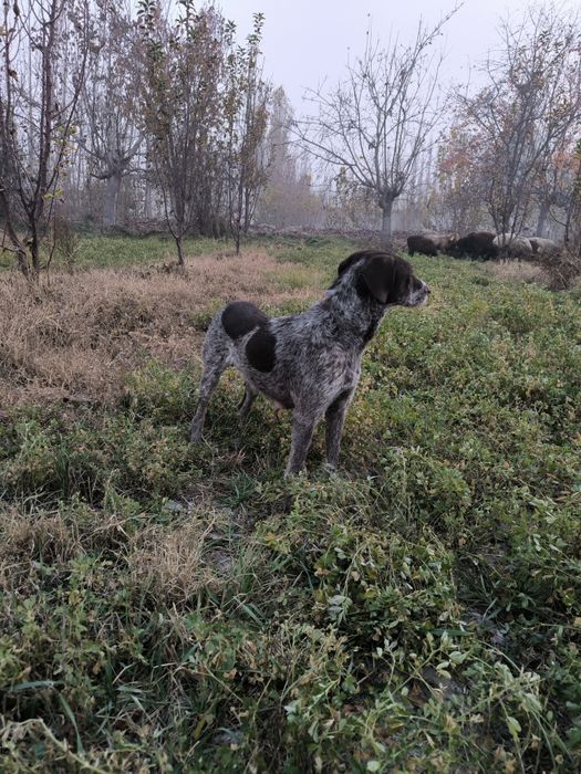 Дратхар ургочи сотилади