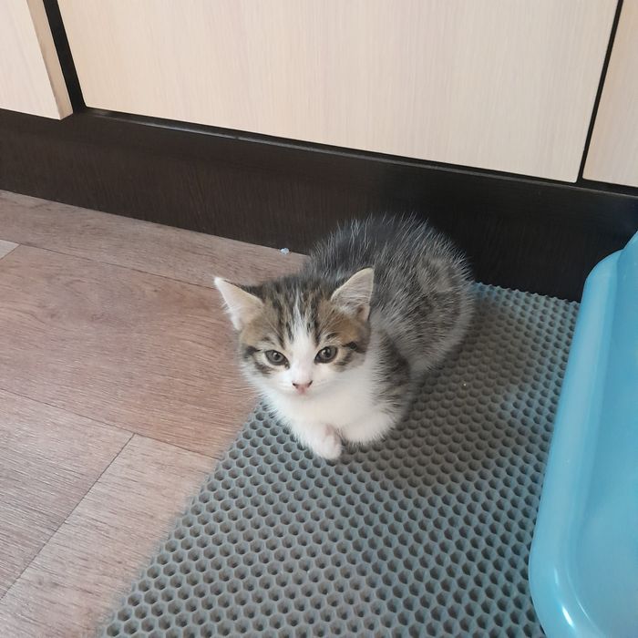 Котята шотланки мальчики