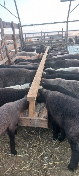 Oi cu miei de vânzare