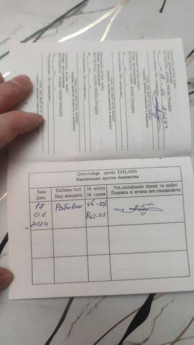 Scotish fold shatlandiya sotiladi