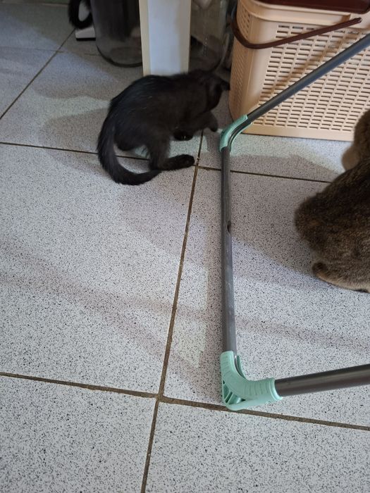 Котёнки чёрного цвета