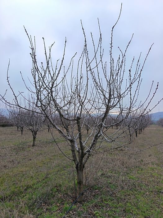 Продава се Земеделски имот в с. Синитово, Област Пазарджик -  кв.м за 1166 €/дка - Снимка #13