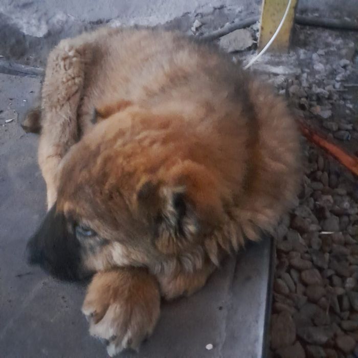 Продам щенков алабая