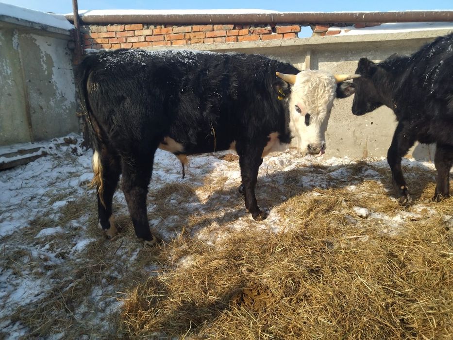 Продам мясо говядину