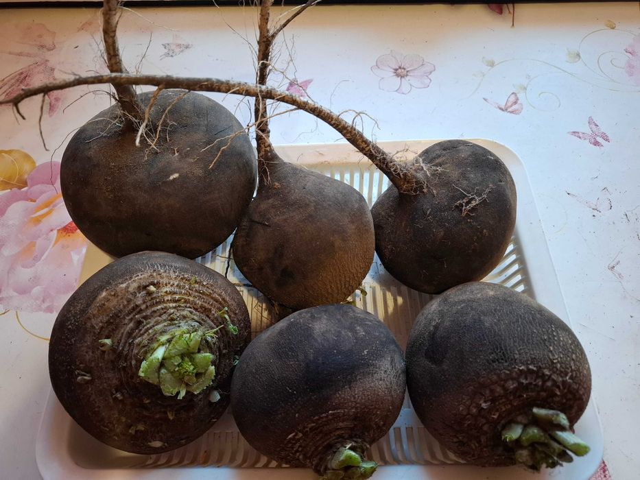 Продаётся редька