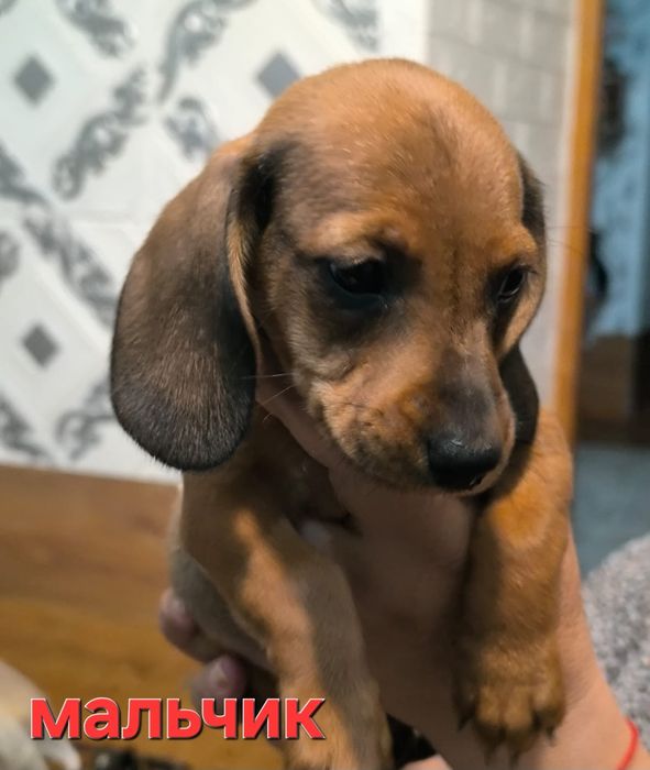 Такса щенки 1,2 месяца.