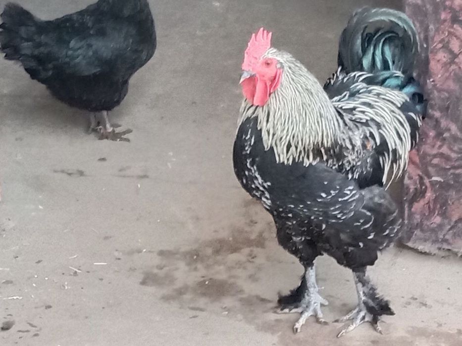 хурозлар сотлади -xurozlar sotladi