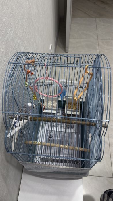 Попугай с клеткой