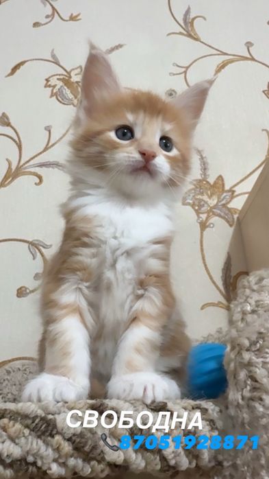 Породные котята Мейн-кун!