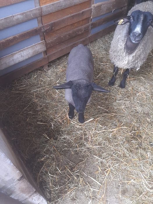 Suffolk berbecut anul acesta