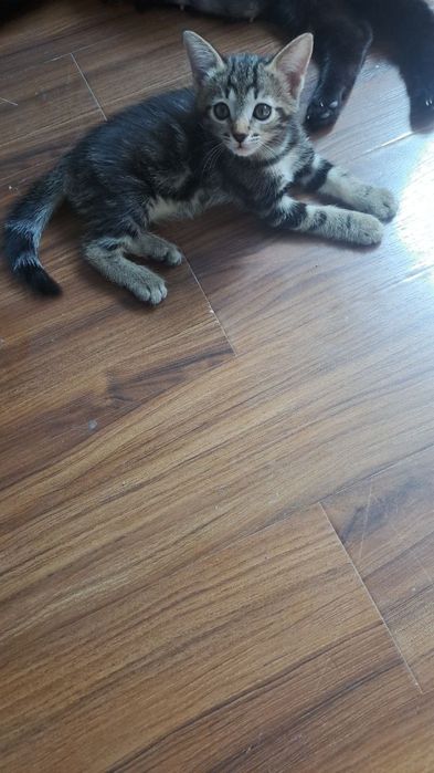 Отдаем котенка в хорошие руки
