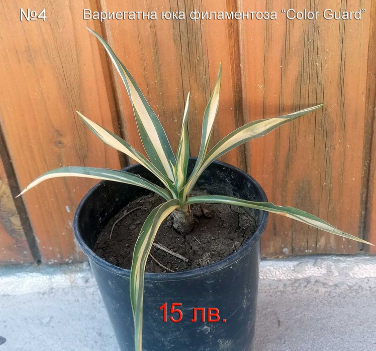 Студоустойчиви градински кактуси