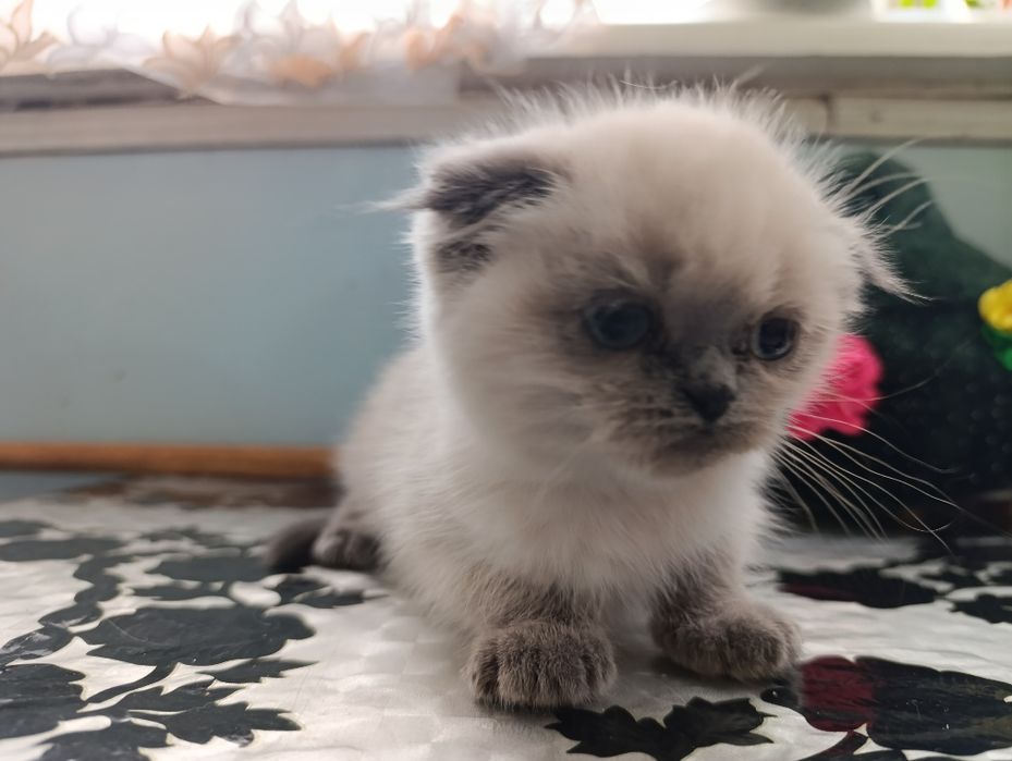 Продаётся котята породистые