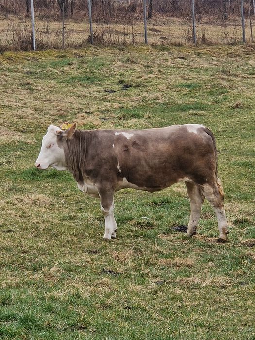 Vitea de 10 luni de vanzare