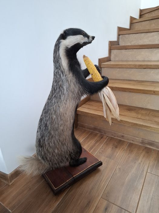 Vulpe,sacal ,bursuc  impaiata pt living si cabane