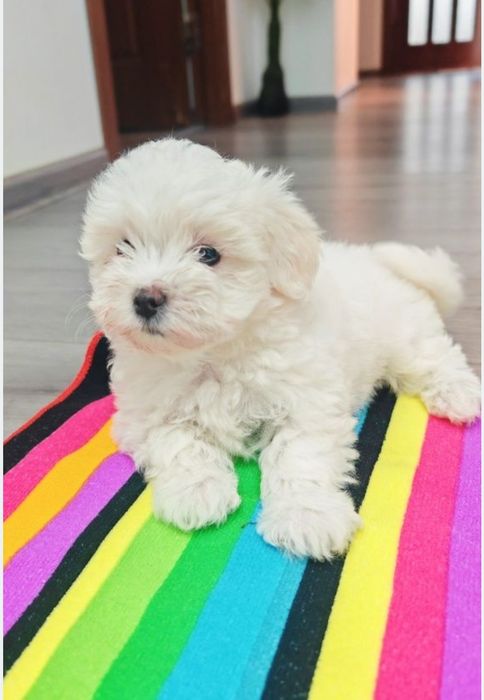 Pui Bichon disponibil