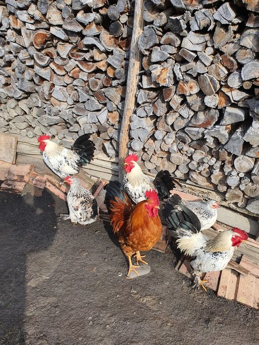 Găini/cocoși chabo