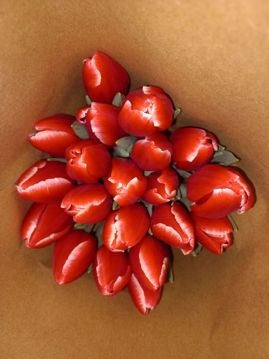 Тюльпаны оптом Алматы