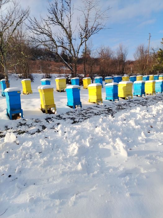 Пчелни отводки (малки пчелни семейства)