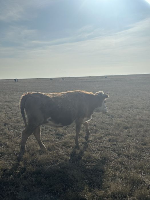 Продам двух стельных тёлочек