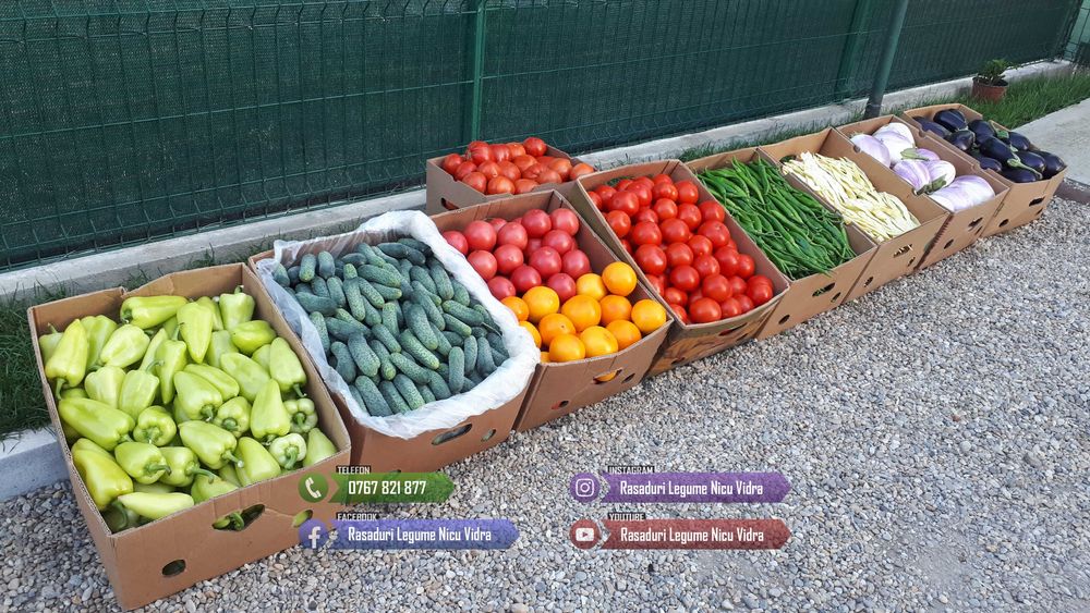 Vand rasad de rosii, ardei, castraveti, vinete | rasaduri de legume