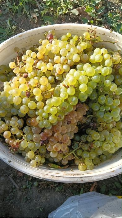 Struguri de vin