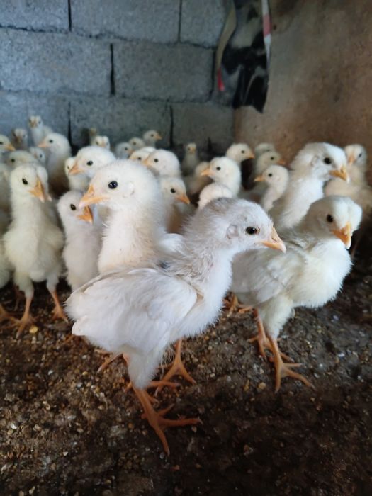 Продам цыплят срочно