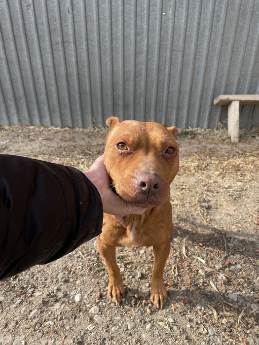 Питбуль чистокровная девочка