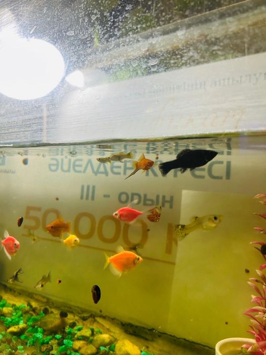 Аквариум (рыбы).