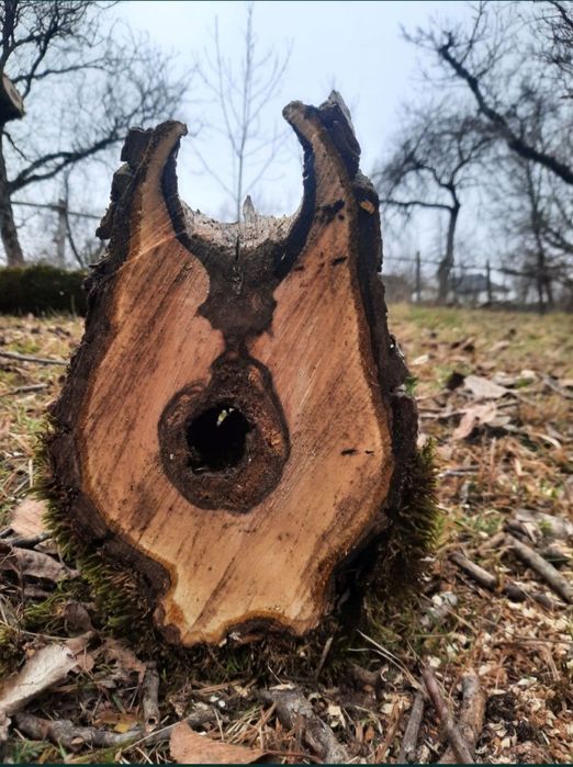 Rondele de nuc  sau alte esente / lemn, fosne de nuc,  mese lemn nuc