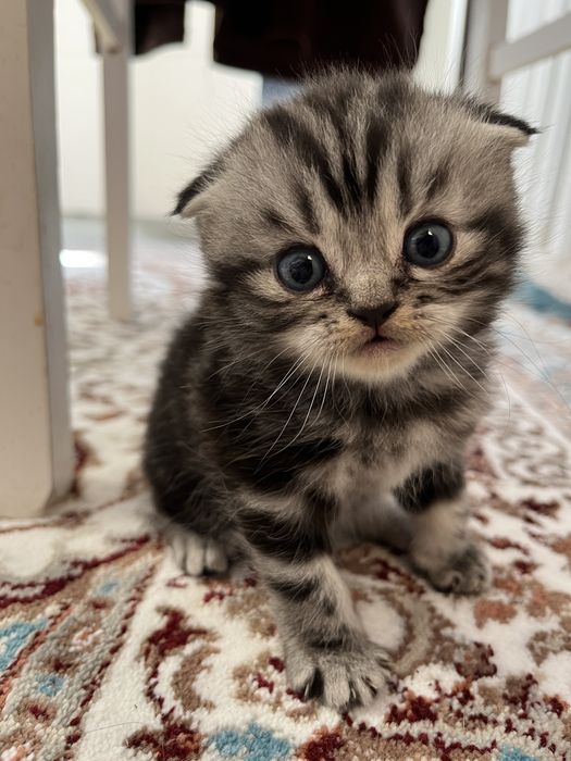 Вислоухие котята