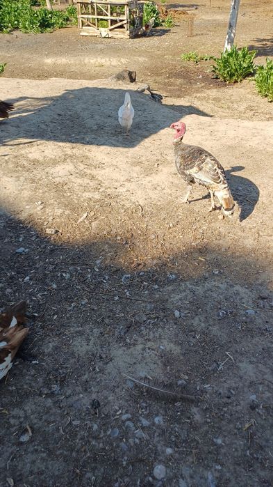 Индюк 1жас еркек