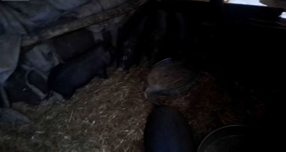 Продавам виетнамски прасета