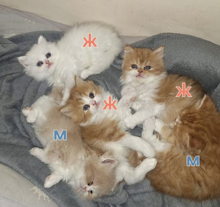 Персийска котета