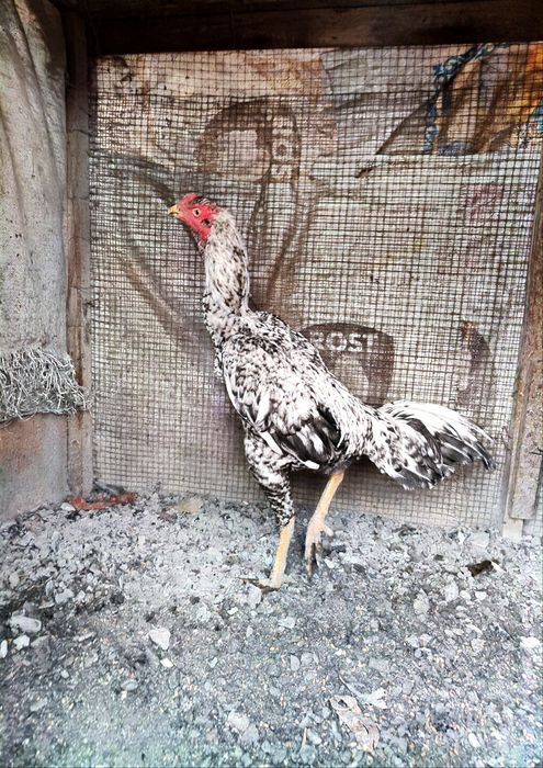 Петух Шамо бойцовый