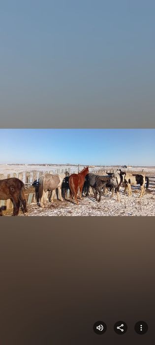 Жабагылар сатам оптом