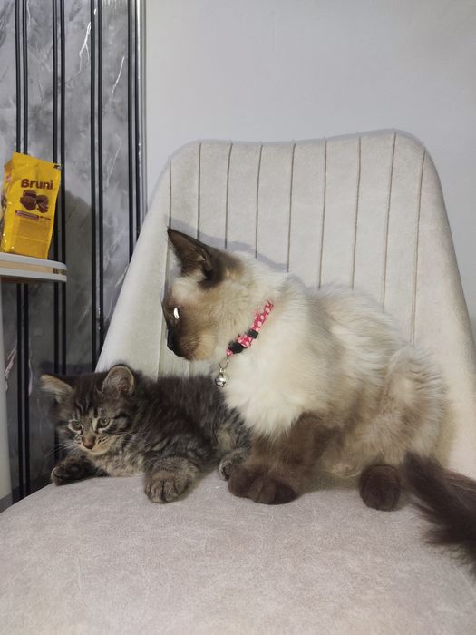 Котята метисы 2.5 месяца девочка и мальчик