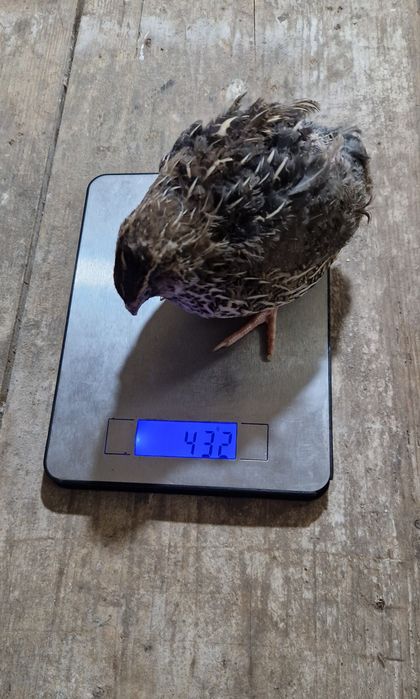 Oua incubat/consum Japoneza Gigant