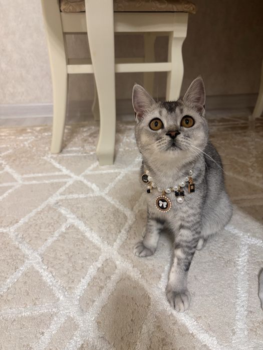 Котенок 6 месячный