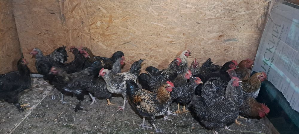 Продам петушков срочно