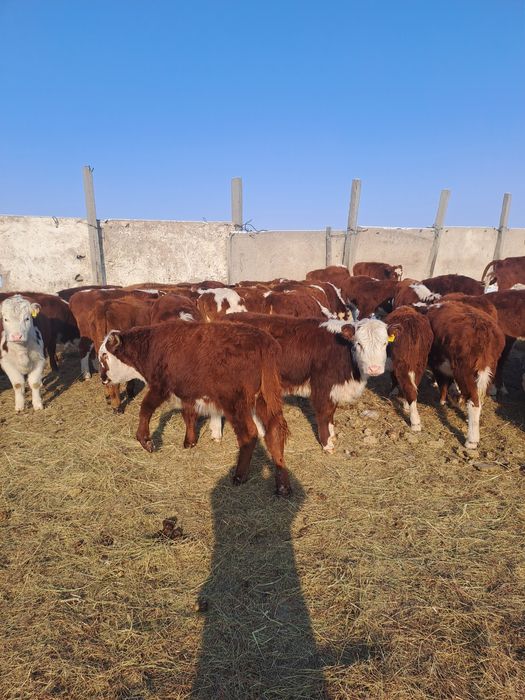 Продам телки, телечки, крс