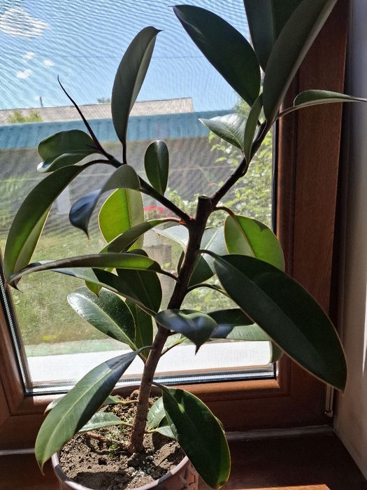 Комнатные цветы,  растения