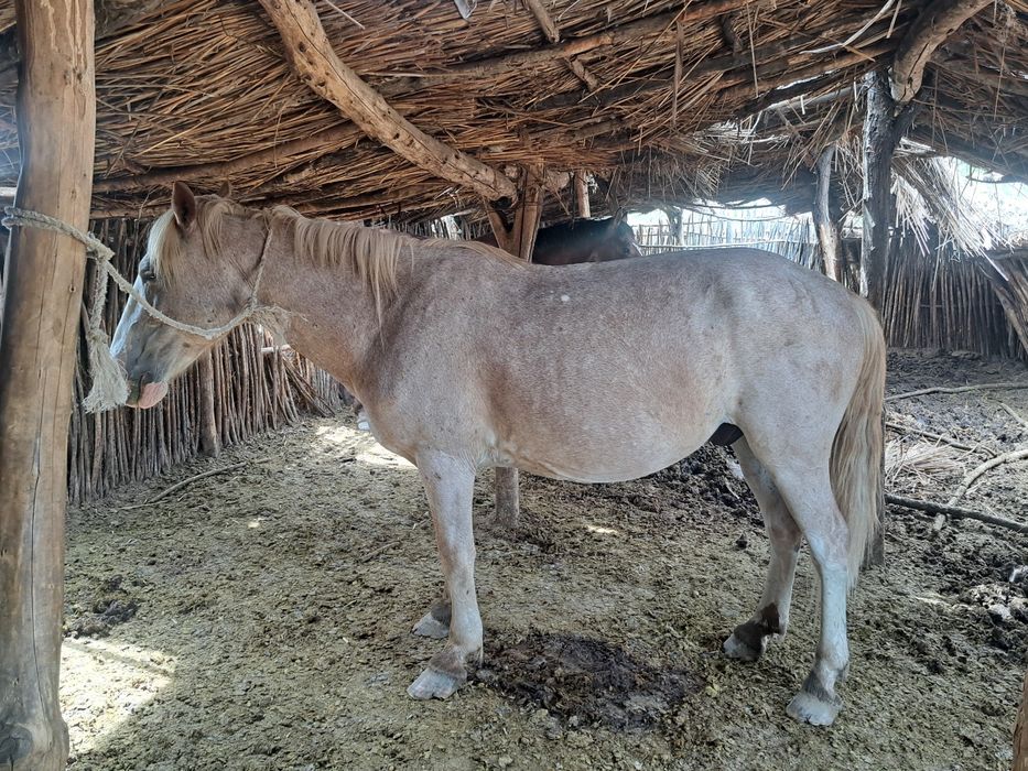 ат пішпе 8 ЖАСАР