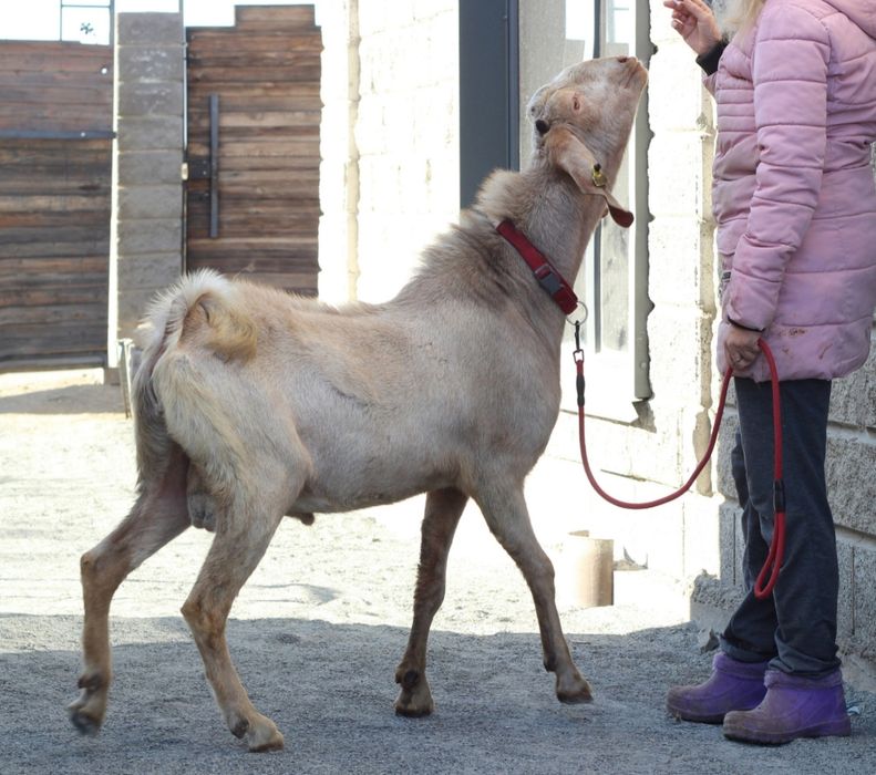 Продам козлика 50% Камори