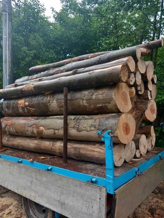 Buștean fag foc fag  fără putregai