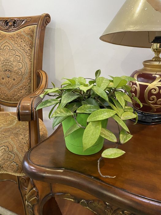 Домашнее растение Хоя